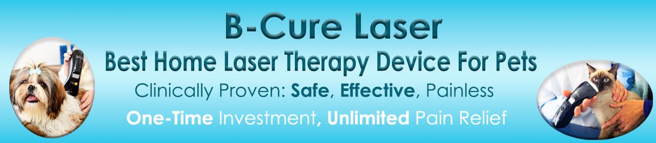 Pain Relief for Dogs with B Cure Laser   B Cure Laser